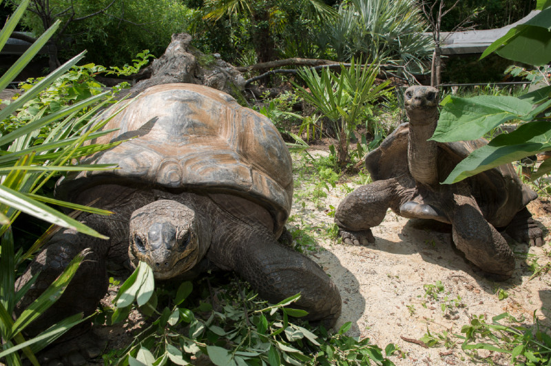 Черепаха лежу. Сухопутные черепахи на Сейшелах. Черепахи на Сейшельских островах. Сейшельская гигантская черепаха. Сейшельские острова животный мир.