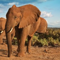 Hong Kong Ivory Trade Called Major Threat to Elephants