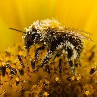 UK government gags advisers in bees and pesticides row