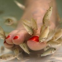 German court overturns city's ban on fish pedicures